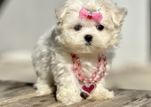 Kar beyaz Maltese terrier mini yavrularımız